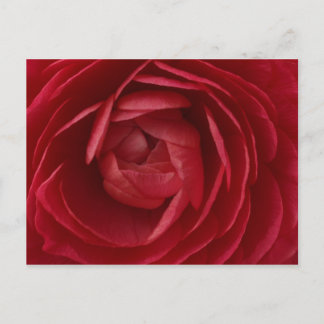 Cartão Postal Rosa