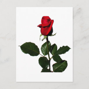 CARTÃO POSTAL ROSA