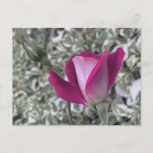 Cartão Postal Rosa