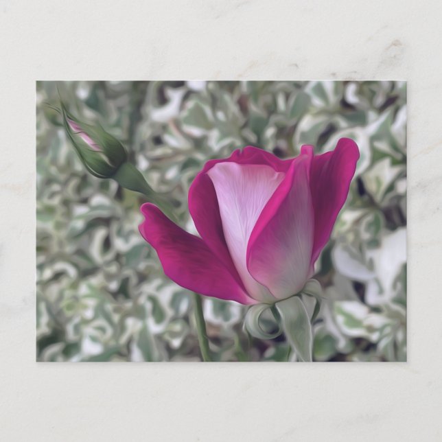 Cartão Postal Rosa (Frente)