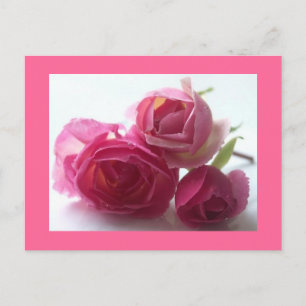 Cartão Postal Rosa