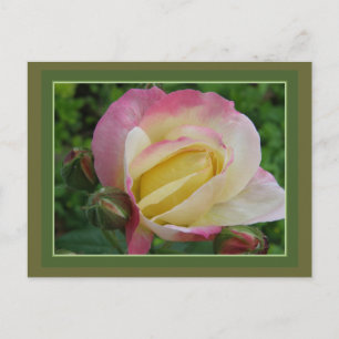 Cartão Postal Rosa