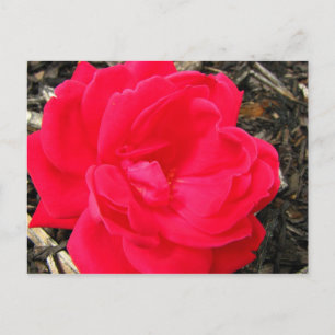 Cartão Postal Rosa