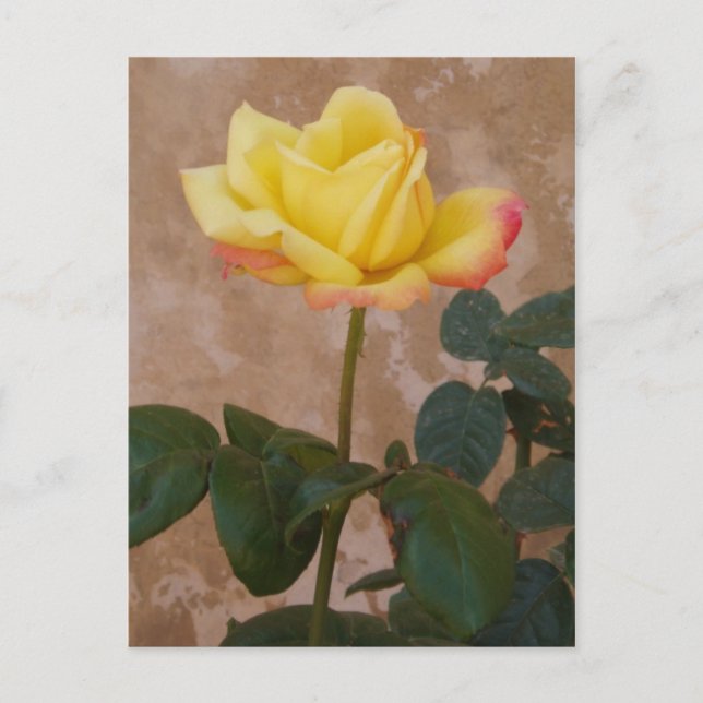 Cartão postal rosa (Frente)