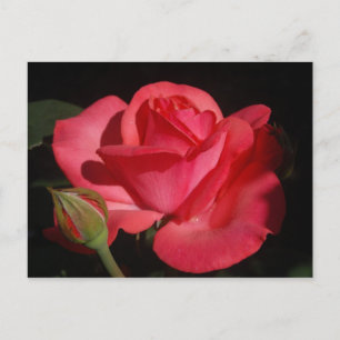 Cartão Postal Rosa5