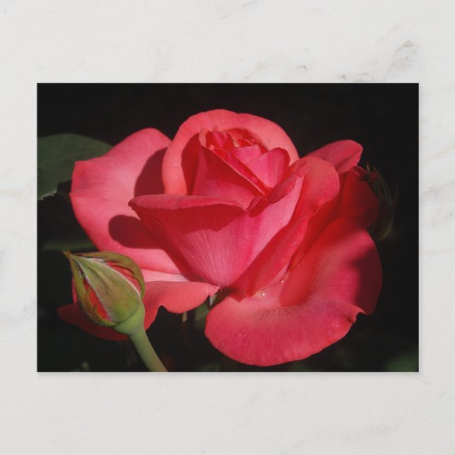 Cartão Postal Rosa5 (Frente)