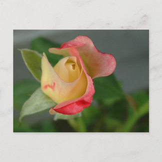 Cartão Postal rosa (2)