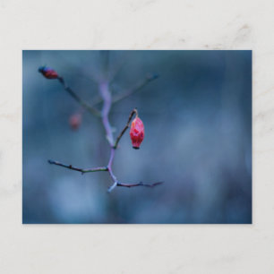 Cartão Postal Rosa a frio