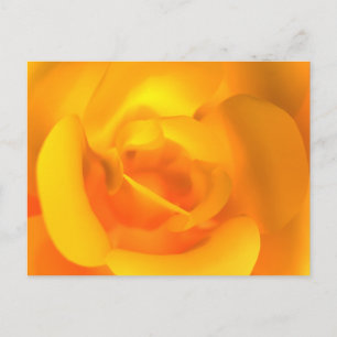 Cartão Postal Rosa Acesa