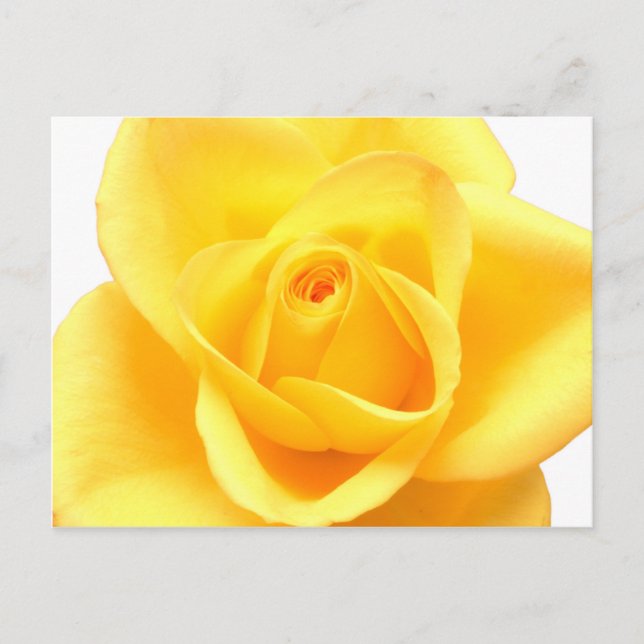 Cartão Postal Rosa amarela (Frente)