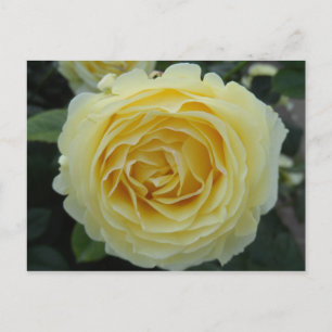 Cartão Postal Rosa Amarela