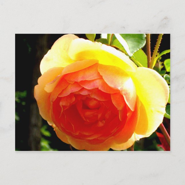 Cartão Postal Rosa Amarela (Frente)