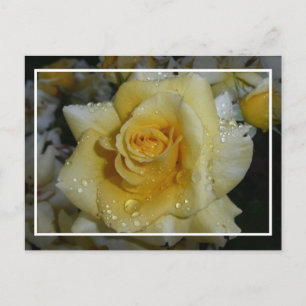 Cartão Postal Rosa Amarela