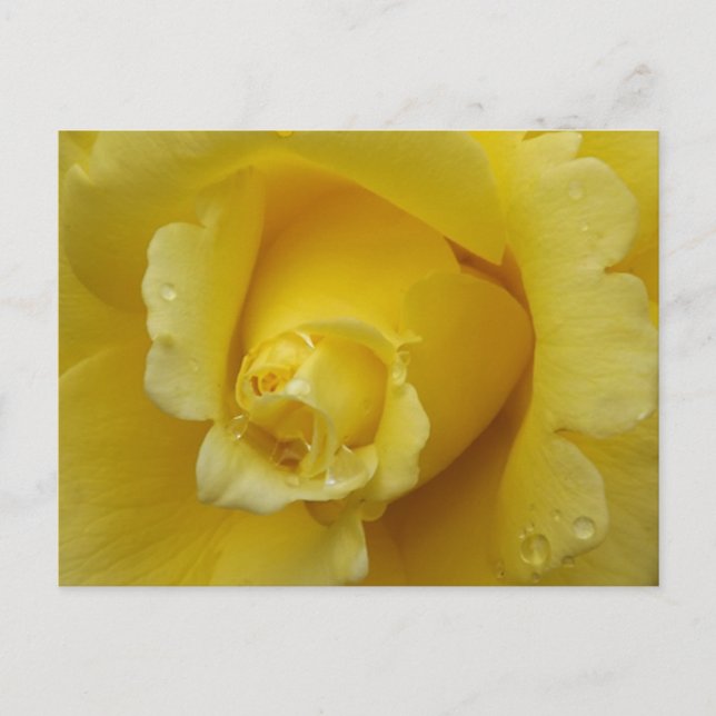 Cartão Postal Rosa Amarela (Frente)