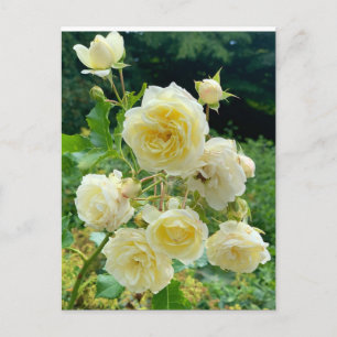 Cartão Postal rosa amarela