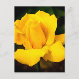 Cartão Postal Rosa Amarela - Depois da Chuva