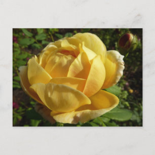 Cartão Postal Rosa amarelo