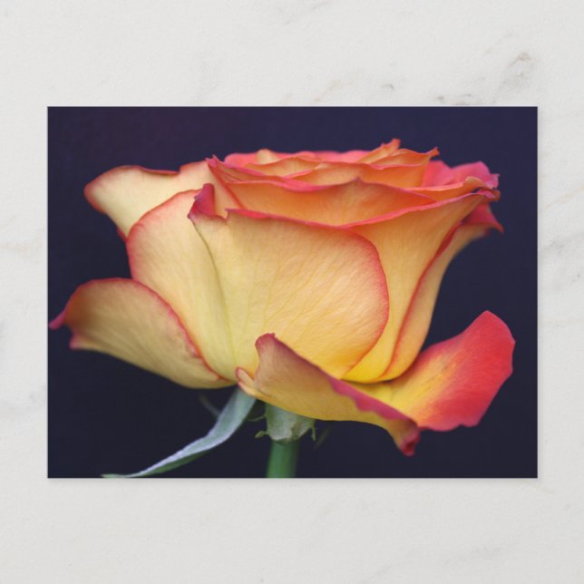 Cartão Postal Rosa Amarelo e Laranja (Frente)