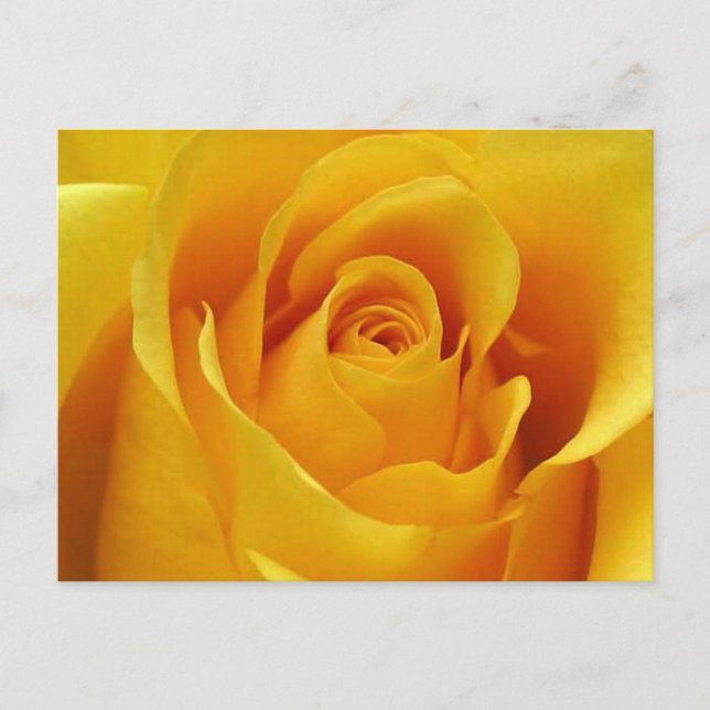 Cartão Postal Rosa Amarelo Grande (Frente)