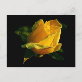 Cartão Postal Rosa Amarelo Grande