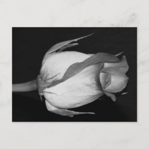 Cartão Postal Rosa Amarelo-Laranja