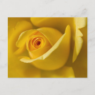 Cartão Postal Rosa Amarelo Macro