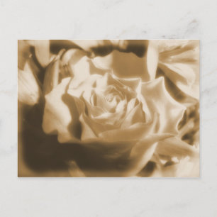 Cartão Postal Rosa antigo