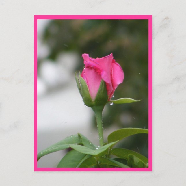 Cartão Postal Rosa após chuva (Frente)