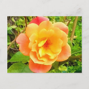 Cartão Postal Rosa Apricot