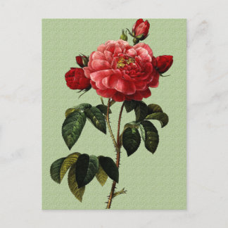 Cartão Postal Rosa Art