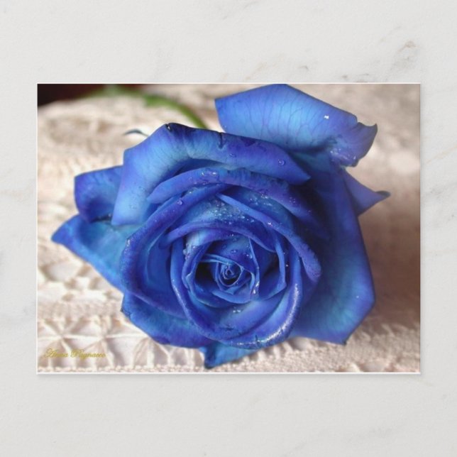 Cartão Postal Rosa azul (Frente)
