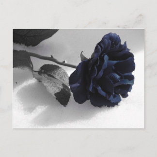 Cartão Postal Rosa azul