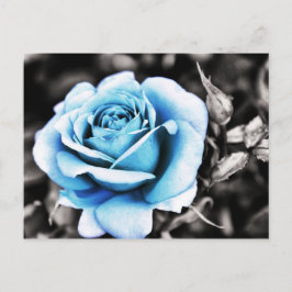 Cartão Postal Rosa azul