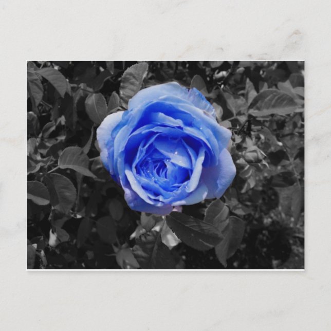 Cartão Postal Rosa azul (Frente)