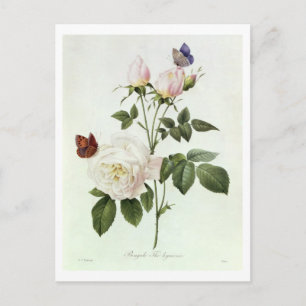 Cartão Postal Rosa: Bengale, de Les Hymenes,