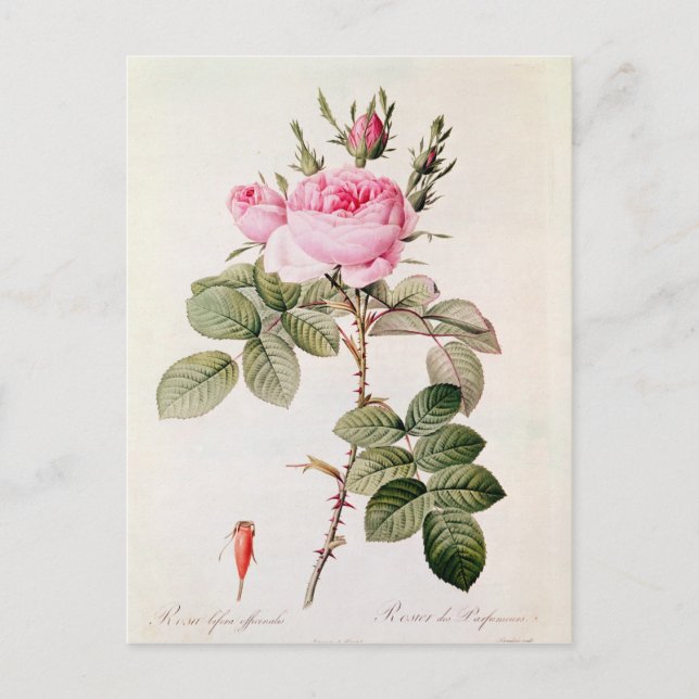 Cartão Postal Rosa Bifera Officinalis, de Les Rosas, (Frente)