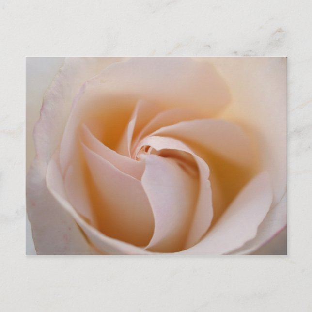 Cartão Postal Rosa blanca (Frente)