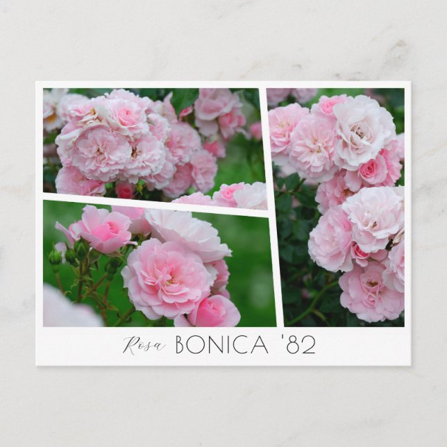 Cartão Postal  Rosa Bonica '82 (Frente)