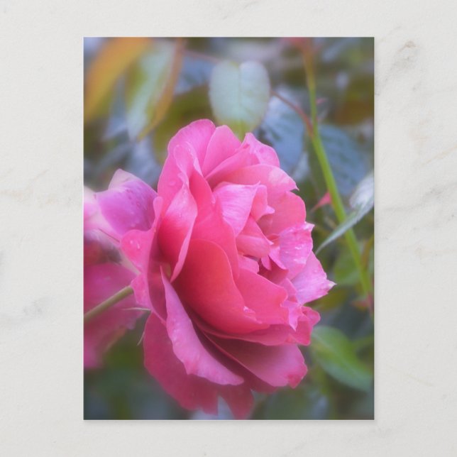Cartão Postal Rosa bonito (Frente)