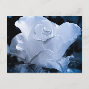 Cartão Postal Rosa branca