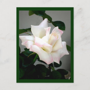 Cartão Postal Rosa Branca