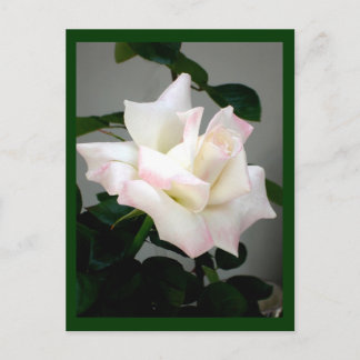 Cartão Postal Rosa Branca