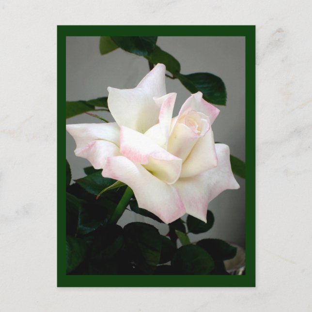 Cartão Postal Rosa Branca (Frente)