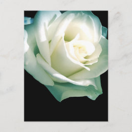 Cartão Postal Rosa branca