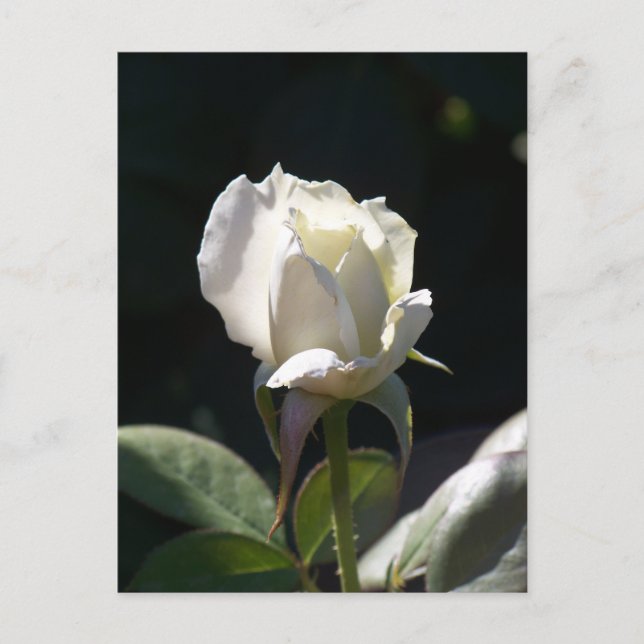 Cartão Postal Rosa branca (Frente)