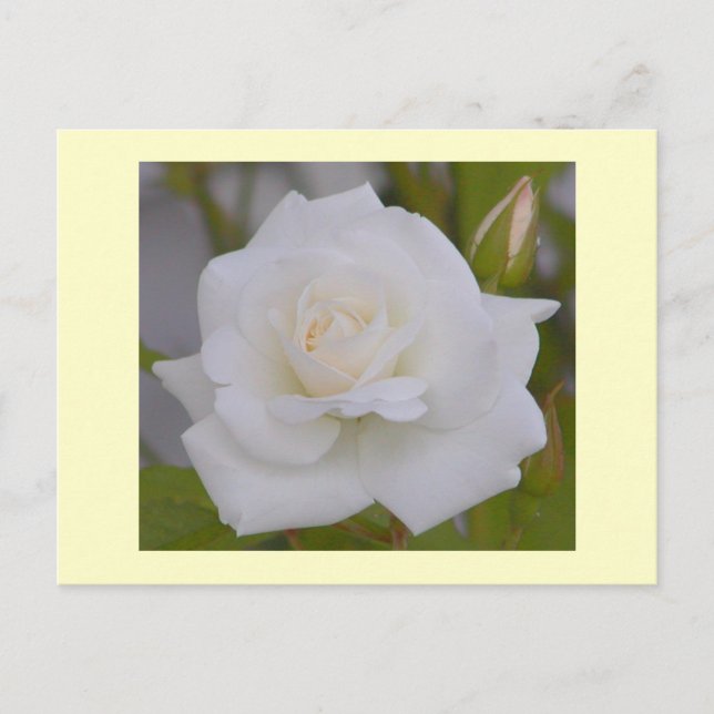 Cartão Postal Rosa branca (Frente)