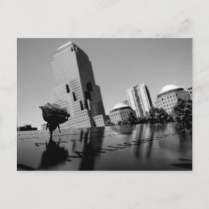 Cartão Postal Rosa branca de lembrança