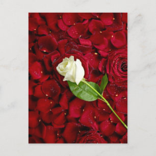Cartão Postal Rosa Branca Em Pétalas Vermelhas
