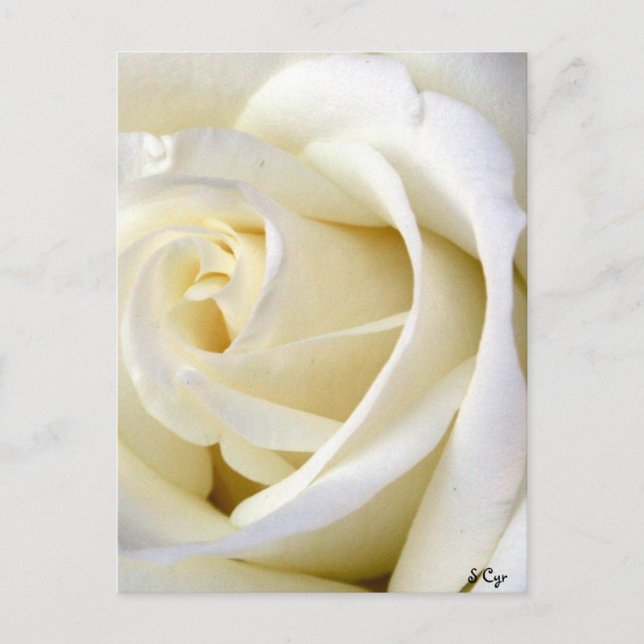 Cartão Postal Rosa Branco (Frente)