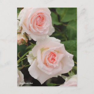 Cartão Postal Rosa Bridal Rosa